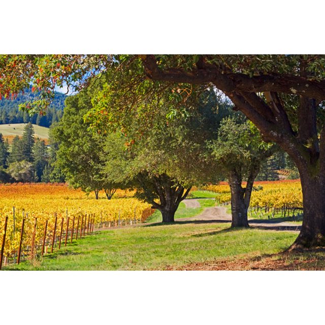 Gango Home Decor Oak & Vine III by Rita Crane (Printed on Paper); One 36x24in Fine Art Paper Giclee Print