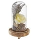 thumbnail image 5 of Tarros de Campana de Campana de Campana de Vidrio Transparente Decorativa Planta Amarillo Zulema Florero de preservación de flores, 5 of 8