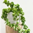 thumbnail image 3 of Hoya Rope Live Plant for Indoor | Different Houseplants in 4'' & 6'' Pot | Real House Plant for Living Room | Porcelain Flower | Hindu Wax | Honey | Krinkle Curl, 3 of 7