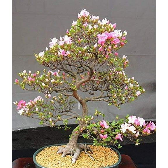 Japanese Cherry Blossom Bonsai Tree Seeds (10 Pack) - Flowering Sakura Bonsa