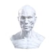 thumbnail image 4 of Cabeza Anatómicamente Molde Cabeza Molde Figura Coleccionable Pintura Referencia, Estatua Escultura Decorativa Cabeza Humana Molde Ornamento, 4 of 8
