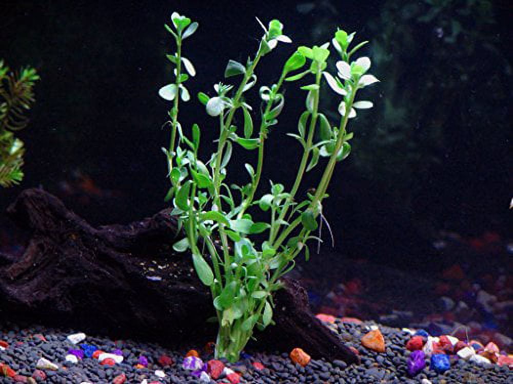 4 Moneywort Bunches - Aquarium Live Plant - 7-9 stems