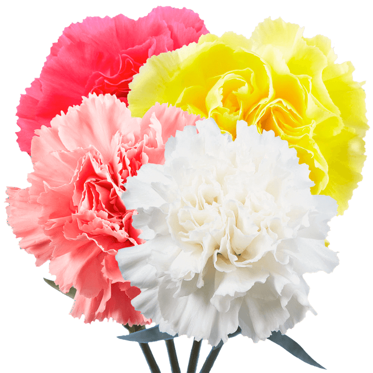 100 Stems of Peppermint Carnations- Fresh Cut Flowers 
