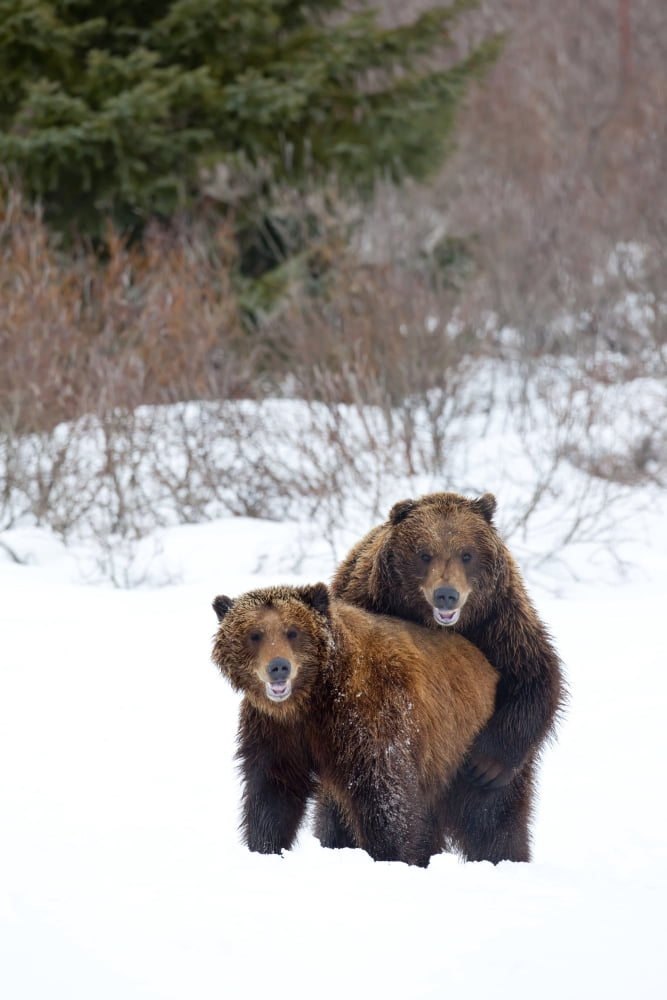 A Pair Of Brown Bears Assume A Mating Pose In The Snow While Looking At The Camera Alaska Wildlife Conservation Center Portage Southcentral Alaska Winter Captive Canvas Art - Doug Lindstrand Design P