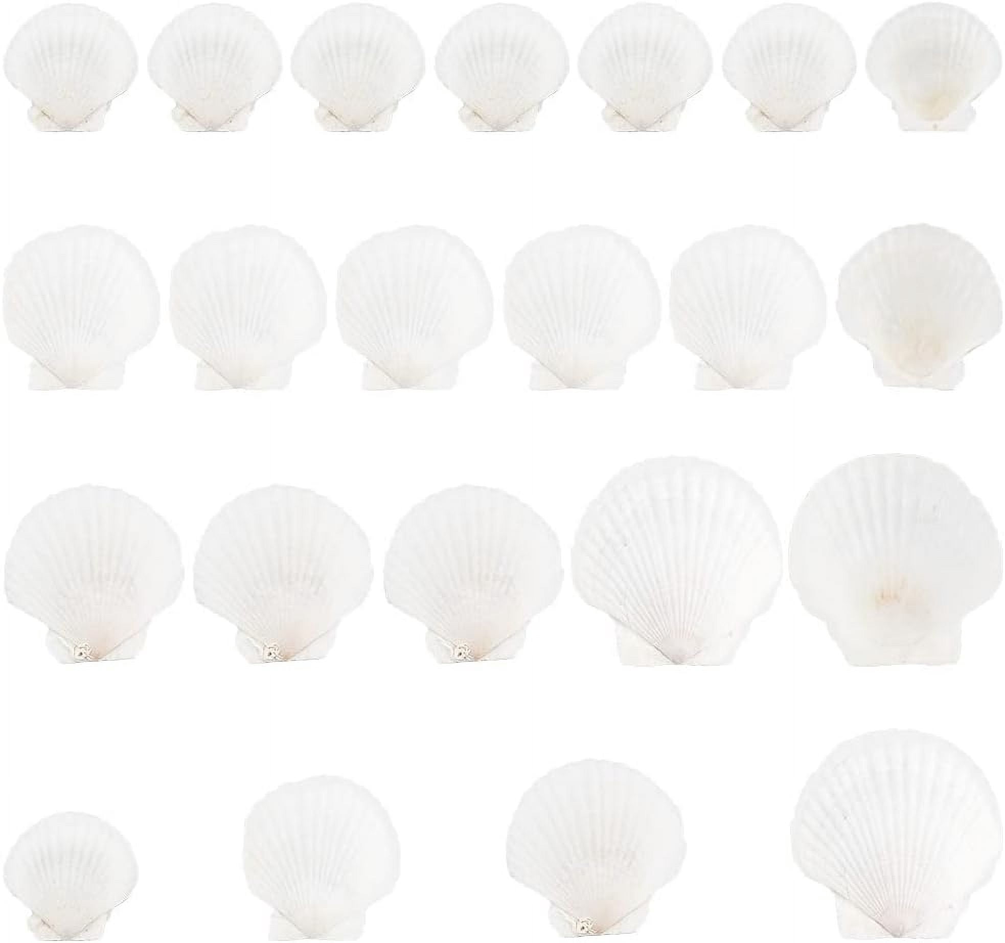 20pcs 2.4-4.2 Inch Large Scallop Shells 4 Sizes Natural Scallop White Craft Seashells Ocean Beach Shells for Decorating DIY Painting Mermaid Beach Party Wedding Home Decor for DIY