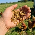 thumbnail image 6 of Premium Poultry 15 lb Dried Mealworms High Protein Chicken Feed for Backyard Poultry, 6 of 10
