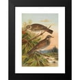 thumbnail image 2 of Johann Friedrich Naumann 18x24 Black Modern Framed Museum Art Print Titled - Sylvia Fuscatus, 2 of 5