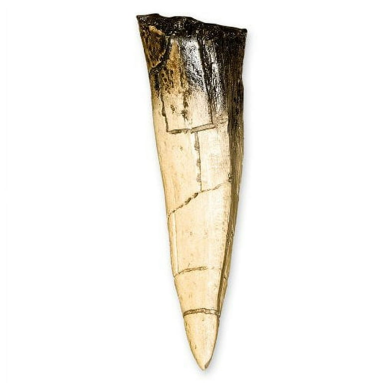 Tyrannosaurus Rex Dinosaur Tooth 5 in Recreation Walmart