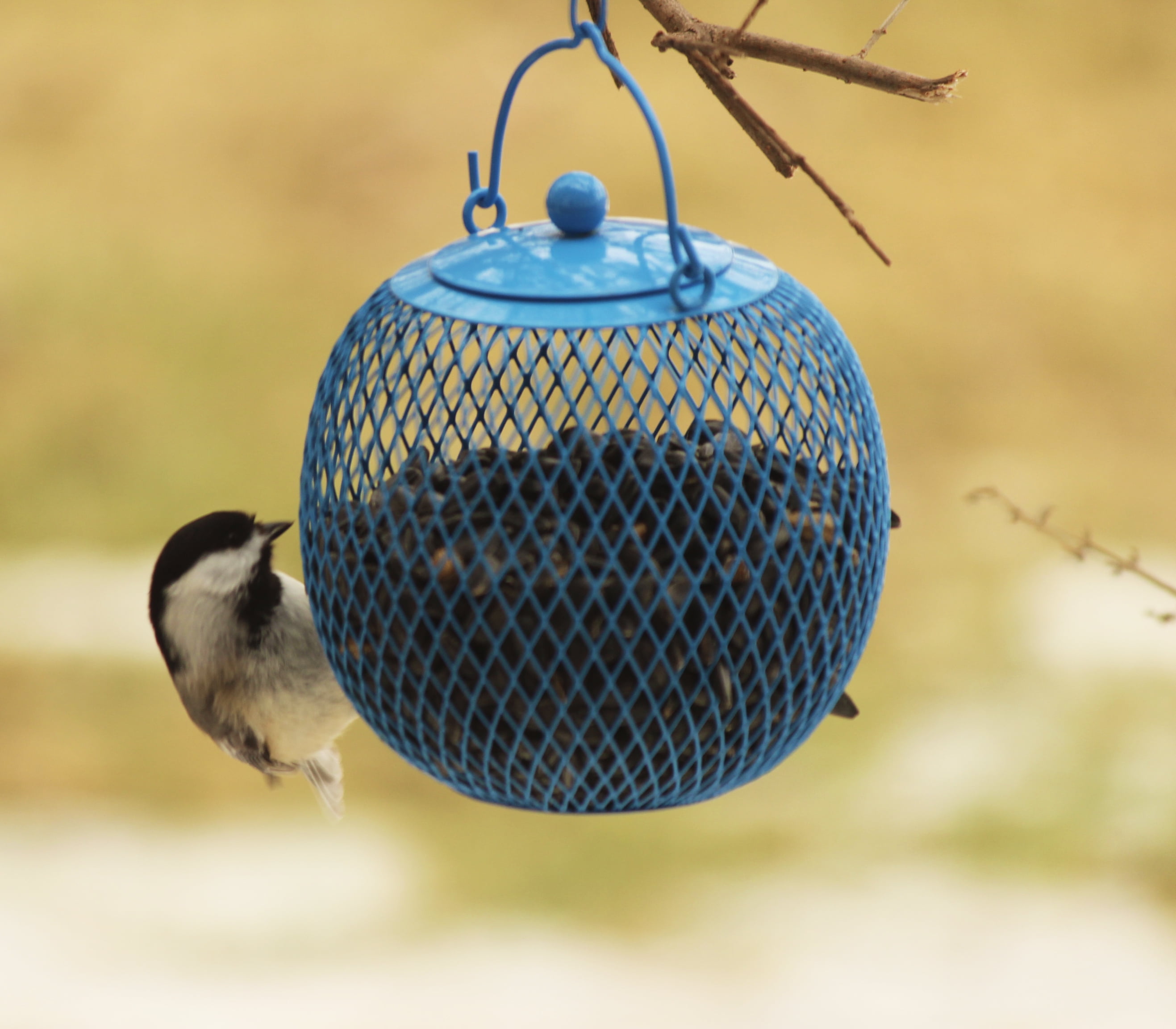 Buy 3 Pc. Bird Feeder Online Nepal Ubuy