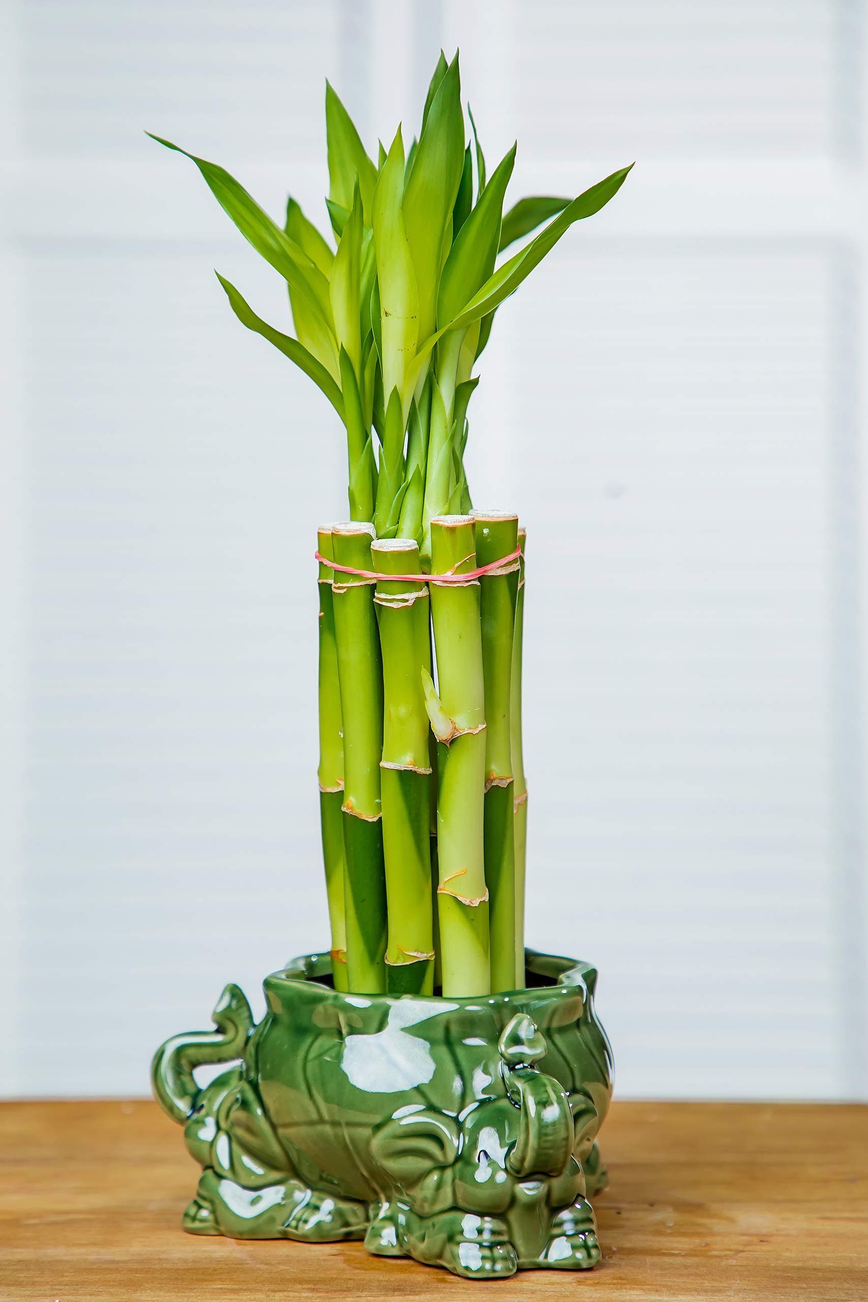 Lucky Bamboo Including Decorative Elephant Vase 810 inches Combo Home