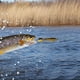 thumbnail image 1 of Juego de señuelos de pesca de 10 piezas, señuelos de natación, señuelos de pesca que se hunden, señuelos de plástico blando Swimbaits, cebo artificial, accesorios de pesca con cebo artificial para XianweiShao 8390613988133, 1 of 1