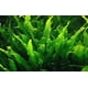 thumbnail image 1 of Helecho de Java Microsorum pteropus Plantas de acuario vivas PRINCIPIANTE, 1 of 1