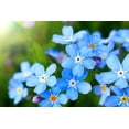 thumbnail image 2 of 5,000+ Blue Forget Me Not Seeds for Planting | Easy to Grow Wildflower Seeds | Made in USA, Ships from Iowa., 2 of 4