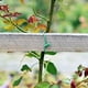 thumbnail image 4 of Alambre de TPR suave y verde para plantas de jardín, para tomates, rosas, enredaderas, soporte para el hogar, suministros para jardinería, 4 of 6