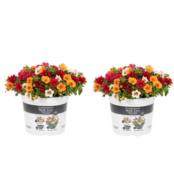 Better Homes & Gardens 3QT Orange Yellow White Calibrachoa Live Annual Plant Sun 2-Pack
