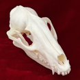 thumbnail image 2 of Calavera de mapache con forma de calavera de animal real de taxidermia para regalo educativo, 2 of 7