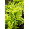thumbnail image 2 of Horton, Janet 11x14 White Modern Wood Framed Museum Art Print Titled - Issaquah-Washington State-USA Tom Thumb lettuce plants, 2 of 4
