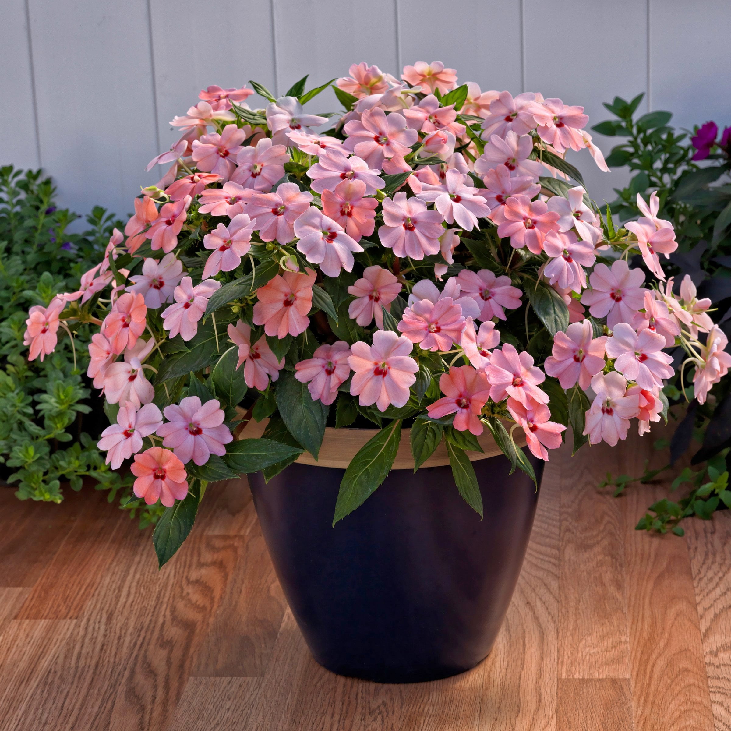 2.5 in. Sunpatiens Vigorous Pink Kiss Live Annual Plant with Pink Flowers (6-Pack)