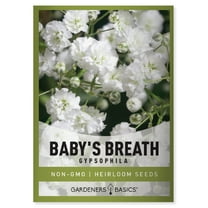Baby's Breath Seeds