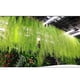 thumbnail image 4 of colgante artificial cadena de perlas planta colgante artificial re Zulema  Plantas de suculentas artificiales, 4 of 8