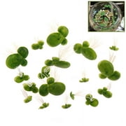 18Pcs Artificial Floating Garden Decoration Water Floating Duckwees Pond Decor