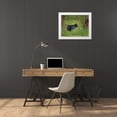 thumbnail image 3 of Galloimages Online 24x20 White Modern Wood Framed Museum Art Print Titled - Black Bear Sow Watching Cubs YNP, 3 of 4
