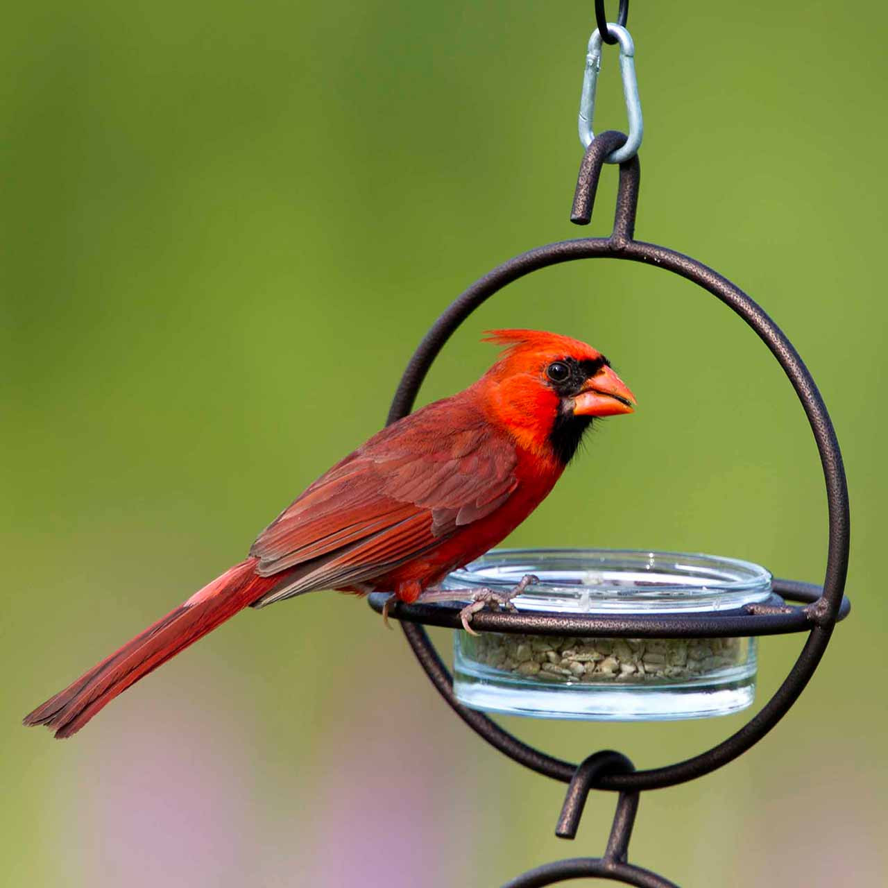 Mosaic Birds Hummble Bold Hanging Bird Feeder for Outdoors, Oriole, Finch Wild Bird Feeders - Red