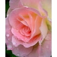 thumbnail image 2 of 5 PINK ROSE Rosa Bush Shrub Perennial Flower Seeds, 2 of 6