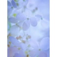thumbnail image 2 of Mahan, Kathy 19x24 White Modern Wood Framed Museum Art Print Titled - Hydrangea Paniculata II, 2 of 4