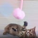 thumbnail image 5 of Juguete interactivo para gatos, 2 uds., estirable, resorte para gatos, juguete para gatos de interior, 5 of 6