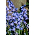 10 WOOD HYACINTH Mixed Colors English Woodland Spanish Bluebell Scilla