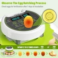 thumbnail image 4 of Automatic  Incubator for Hatching Chickens, Quails, Ducks, Parrots, Geese - Holds 8 Eggs, 4 of 6