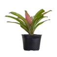 thumbnail image 6 of United Nursery Live Bromeliad Red Leah Plant 12-14 inches Tall in 6-inch Grower Pot, 6 of 6