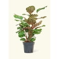 thumbnail image 5 of Calathea Makoyana Live Green Plant in 8" Pot, 5 of 6
