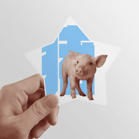 Pig Noun Display Instruction Star Sticker Paster Vinyl Car Tags Decoration Decal