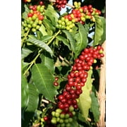 Hawaiian Live Arabica Kona Coffee Plant Seeds 1 Pack (4 seeds) Full Shade