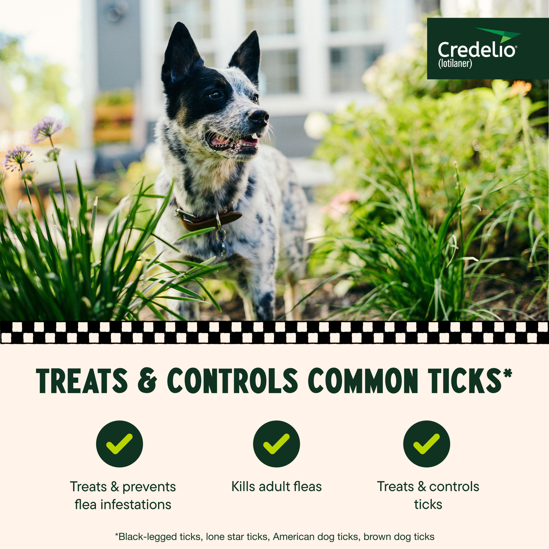 Credelio (lotilaner) Tick & Flea Treatment + Flea Infestation Protection for Dogs 25.1-50.0 lbs. (6 Tablets)