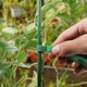thumbnail image 3 of BRILLAR Brida para cables de nailon reutilizable, 200cm x 1cm, cuerda adhesiva para jardinería, correa de almacenamiento de encaje para plantas, correas multiusos, accesorios de bricolaje, 3 of 5
