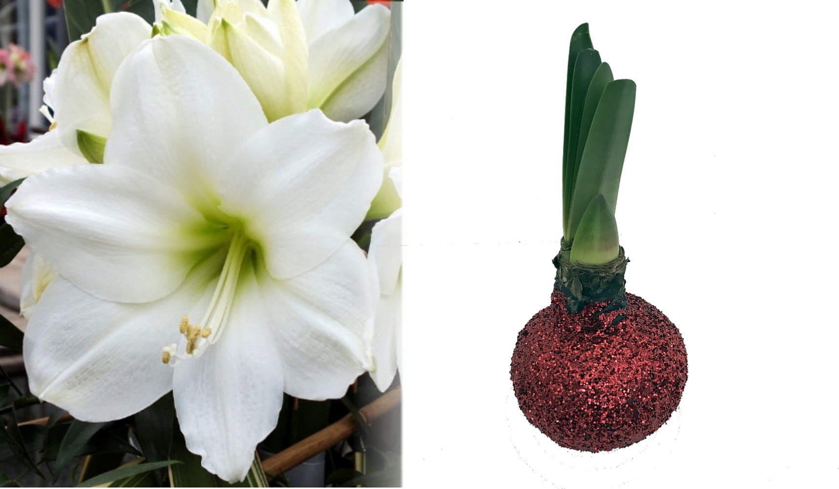 Red Christmas Glitter Waxed Amaryllis Bulb Blooms Without Soil/Water
