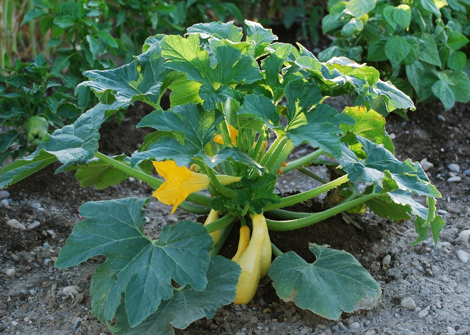 Set 2 Yellow Squash Plants, Yellow Squash Plants in Pot, Live Yellow Zucchini Plants, 2 Squash Plant Bush Zucchini Plants Live for Planting, Yellow Squash Zucchini Seedlings