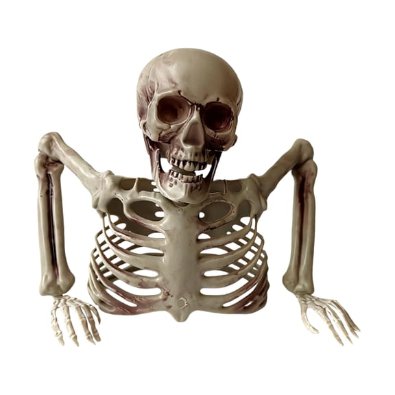 Realistic Half Skeleton Torso Halloween Haunted House Decoration Life Size Bone Prop for Indoor Outdoor Display