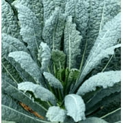 Kale LACINATO 500 Seeds - Mother Nature's Seeds - Wildflower Seeds - Flower Seeds for Planting - Non-GMO