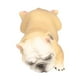 thumbnail image 3 of Modelo de Bulldog Francés, juguetes de simulación, figura de perro mascota encantadora, juguete educativo para edades tempranas, 3 of 8