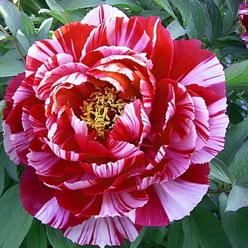 Japanese Tree Peony ShimaNishiki Rare 2 Year Bareroot