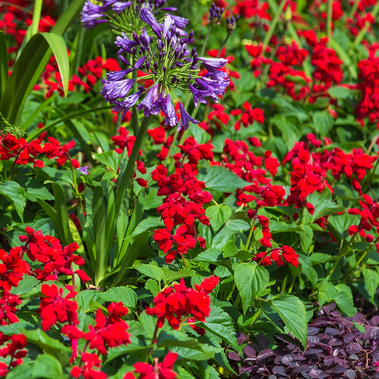 Southern Living Saucy Red Salvia Live Shrub in 2.5-Quart Grower Pot