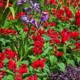 thumbnail image 2 of Southern Living Saucy Red Salvia Live Shrub in 1.5-Gallon Grower Pot, 2 of 9