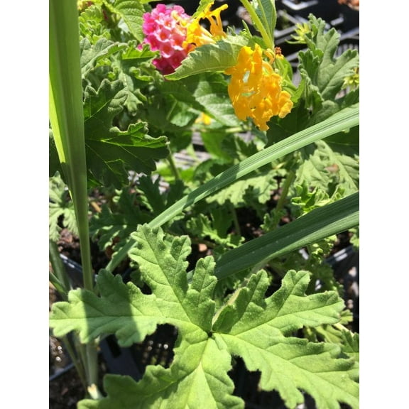 Daylily Nursery Mosquito Repeller Live Plants in 2.25" Grower Pots (6 Count)