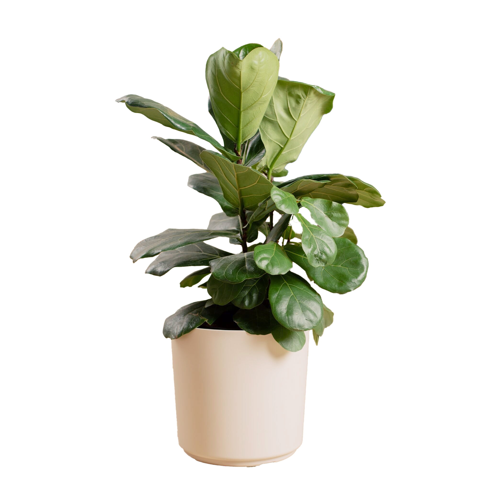 plantsですm(._.)m Nature's Way Farms ZZ Plant, Indoor/Outdoor 25-30 in. Tall