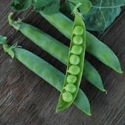 Organic Green Arrow Pea - 1 LB ~2,000 Seeds - Non-GMO, Open Pollinated, Heirloom, Vegetable Gardening Seeds