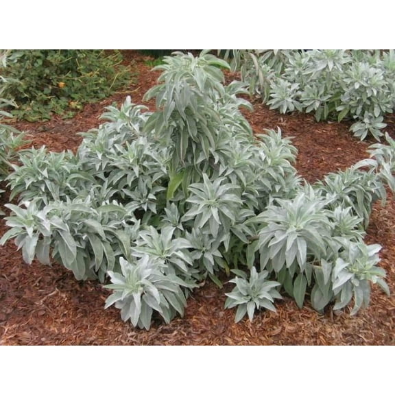 CZ Grain 100 White Sage Plant Seed, Many Healing and Medicinal Properties